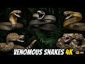 Top 10 Most Venomous Snakes in the World 🐍 | Daily Life & Behavior in 4K | 20 Minutes🌿☘️🥦