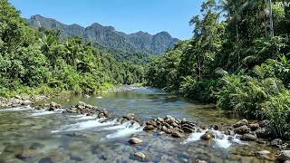 Cheerful Birdsong with Flowing River Sounds in the Mountains | Relax, Unwind and Sleep, ASMR