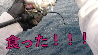 マグロジギングはスロー？絶好調のキハダジギングでまさかの！？御蔵島
