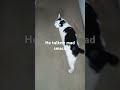 Someone come talk smack to this kitty lol