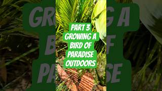 Part 3 Growing a Bird of Paradise Reginae plant Strelitzia Outdoors in the UK #plants #shorts