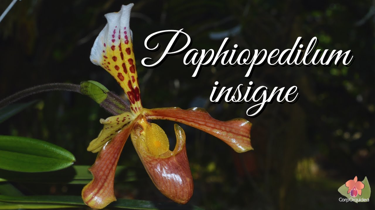 ?Paphiopedilum insigne - Orquídea Zapatilla- Corporquídea - YouTube