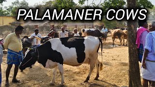 PALAMANER COW MARKET 🐄🐂|COW LOVERS|COW VIDEOS|24.4.2026|