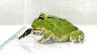 Pacman Frog ＆ Bombardier beetle