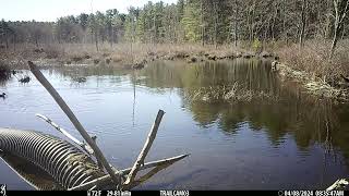 Hooded Mergansers 2 site a