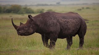 معلومات لا تعرفها عن وحيد القرن الأسود الغربي صاحب اغلى قرون فى العالم