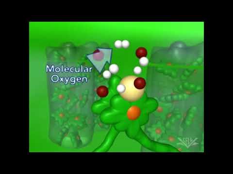 Video: Perbezaan Antara Fotosintesis Oksigenik Dan Anoksigenik