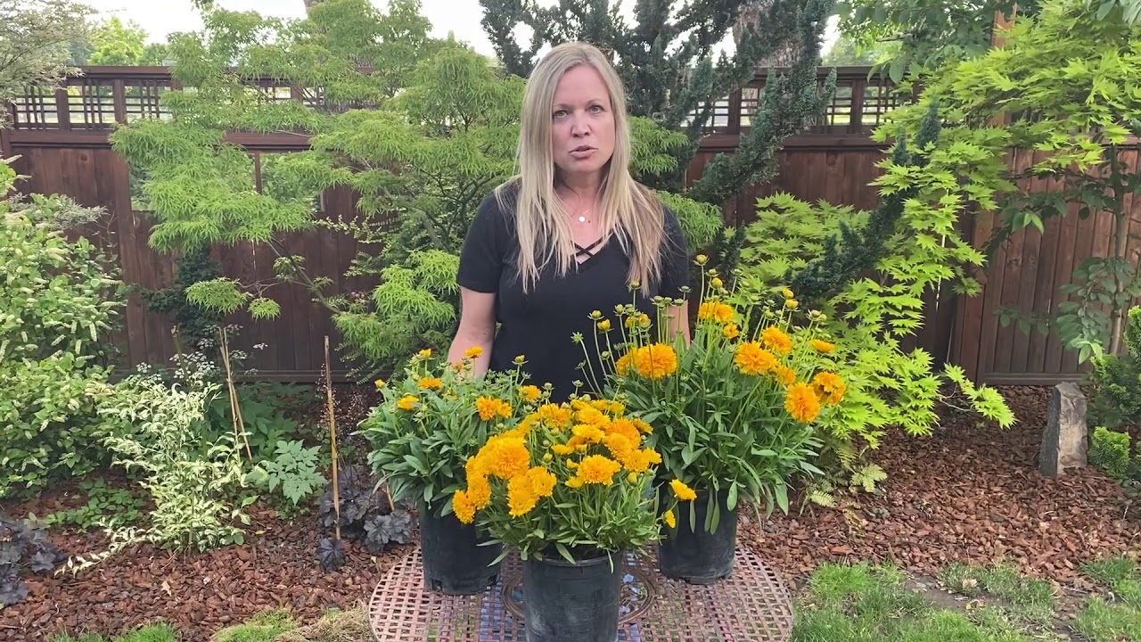 Coreopsis Solanna from ThinkPlants