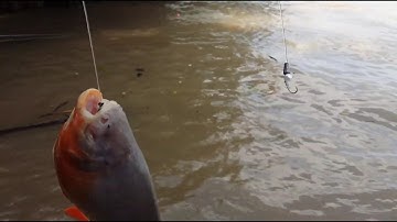 Làm Bài Mồi Câu Cá Chim Trắng,Mè Dảnh Và Thử Bài Mồi