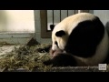 Giant Panda Twins Birth