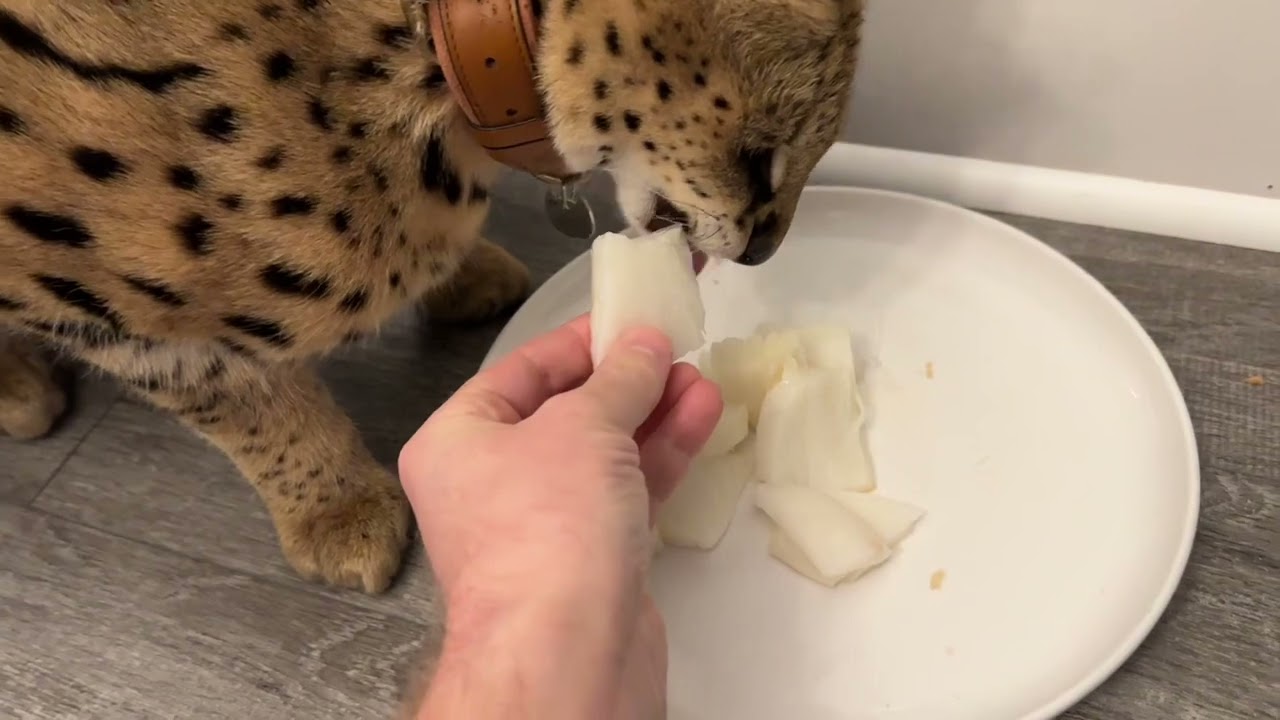 Serval Cat eating Mice Chicken Sea Bass