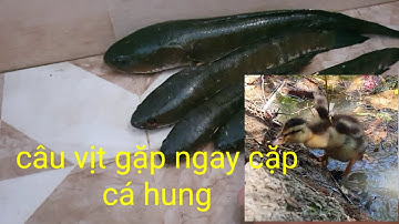 Câu cá lóc bằng vịt .tập 2. | snakehead fishing with ducklings. episode 2