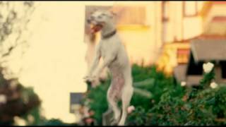 Pedigree Its A Dogs World