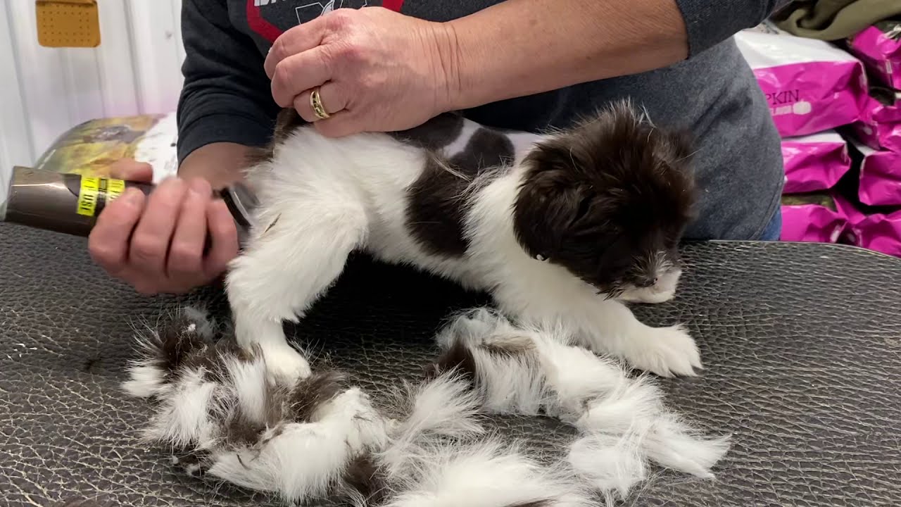 Schnauzer puppy getting her first hair cut. December 9, 2020
