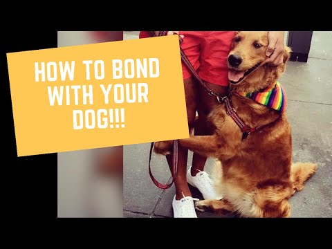 Comment lien avec votre chien !!!