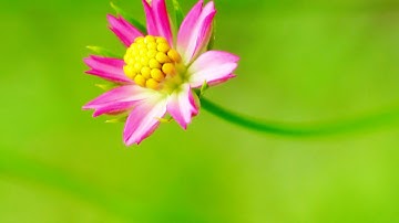 Panasonix Lumix FZ200 and Raynox Macro Lens Capturing Cosmos Flower