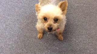 Yorkie abandoned in downtown Bay City with note getting fresh start screenshot 5