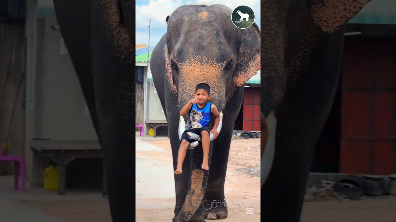 ඒ මොකද ඒ උනේ 😯🐘🍃 #elephant #animals