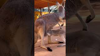 Kangaroo 🦘 #cute#funny#kangaroo