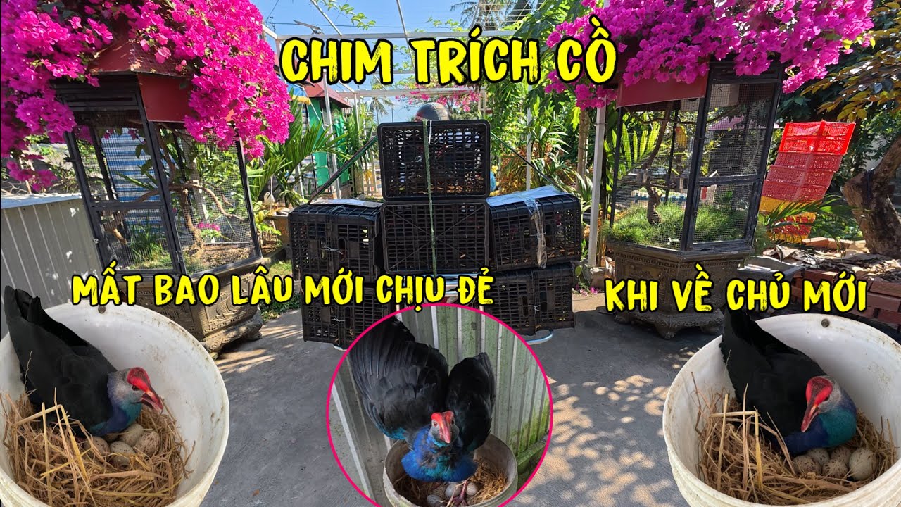 Chim Trích Cồ Mất Bao Lâu Mới Chịu Đẻ Khi Về Chủ Mới/Giao Chim Xa Cho Khách /Góc Chăn Nuôi