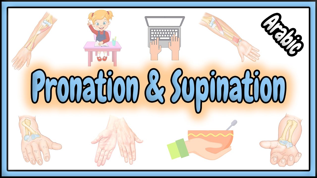 30. Pronation & Supination Terms || مصطلحات الكب و البسط