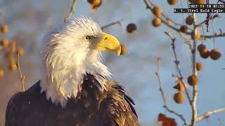 To be together U. S. Steel Bald Eagle Camera Live Stream - Cam 1 \/ Cam 2