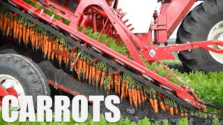 Carrot Farming and Processing - Start to Finish