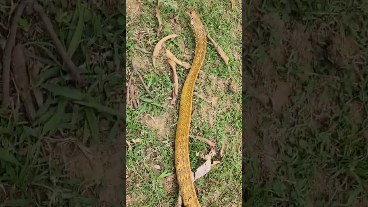 धामन सांप का आक्रमक अंदाज देखने लायक 