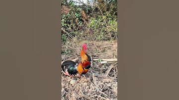 Tiếng gà rừng MỒI gáy CỰC CHUẨN ✅ #tiếnggàrừng #chicken #garung #suabqaibqus