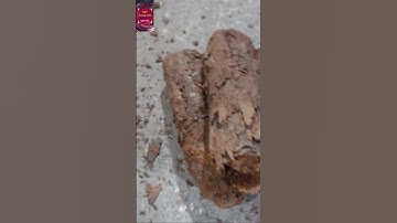 Phát hiện 8 quả đạn khi chuẩn bị đưa rác vào lò đốt rác #tinnong #tintuc #news #giaitri