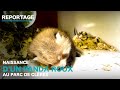 Ref:3yecXZFdrZU Naissance d'un panda roux au parc de cle res
