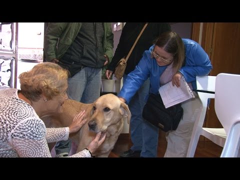 Vídeo: Els Gossos Tenen La Capacitat D’estimar?