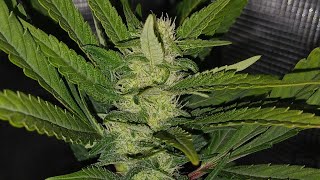 FrostBanger Auto Update week 2 of Flower