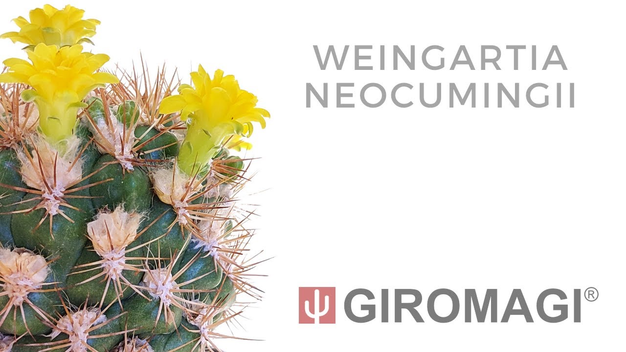 Weingartia neocumingii