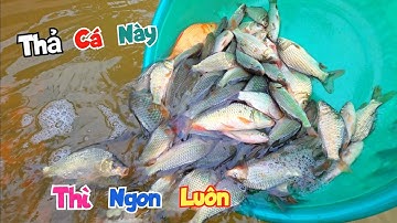 Lại Vớ Được Ổ Cá Chép Thả Ao Thế Này Thì Ngon Luôn / Quế Nghịch