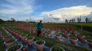 PHÒNG NGỪA BỌ TRĨ, NẤM BỆNH - KỸ THUẬT TRỒNG HOA CÚC PHA LÊ - TẬP 4 | TẾT 2025