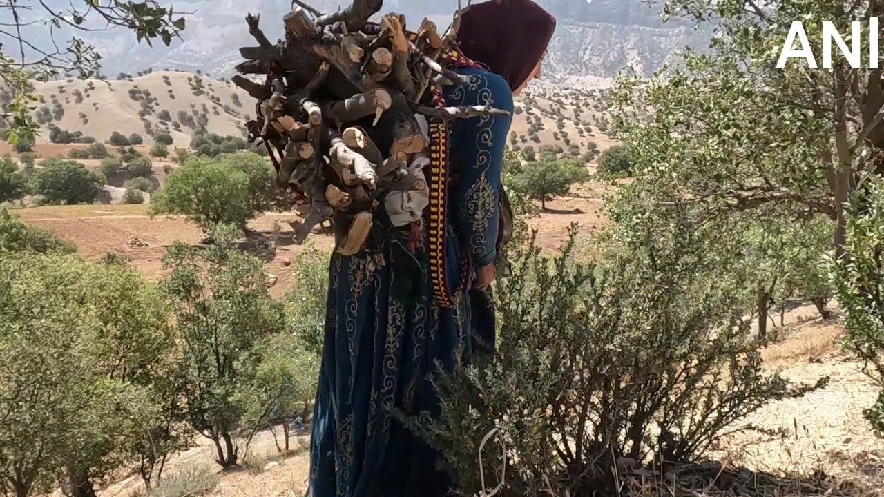 Nomadic life, going to the mountains to collect firewood for food - YouTube