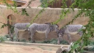 zebras!!