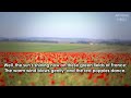 No Man S Land The Green Fields Of France Anti War Song mp3