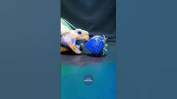 ASMR Mukbang Eating Blue Strawberry 🍓 Turtle Tortoise
