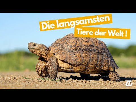 Die langsamsten Tiere der Welt ! | Die Top 8 (!!!)