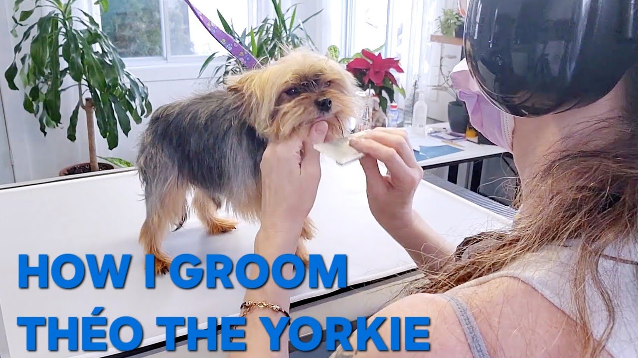Dog Grooming Yorkie (Théo) YouTube