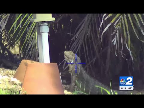 Local hunter aims to solve Marco Island iguana invasion