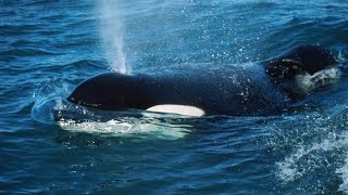 Keiko, the killer whale, lived in the ocean following captivity