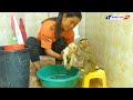 Funny Monkey | Cutie Baby LUNA With New Friend Puppy Taking Bath