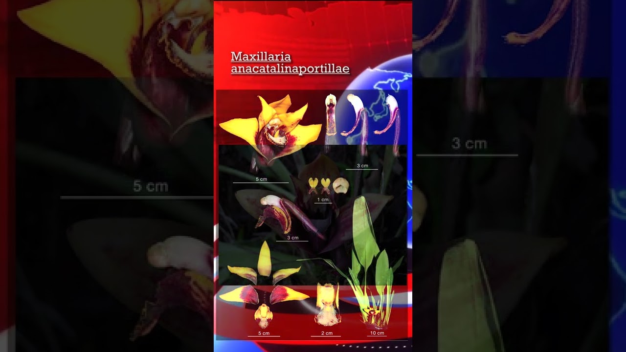 Orchid News - New Maxillaria 