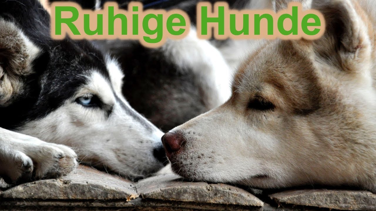 Ruhige Hunde durch ruhiges Ich / Hundetraining / Hundeerziehung