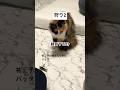 狩り2 #猫 #cat #癒やされる #猫動画 #子猫 #癒される #保護猫 #癒され #ねこ #かわいい #三毛猫
