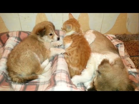 the-puppies-and-the-orange-kitten-became-one-family