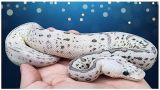 Famous AWESOME Axanthic Clown Combo! Net Worth